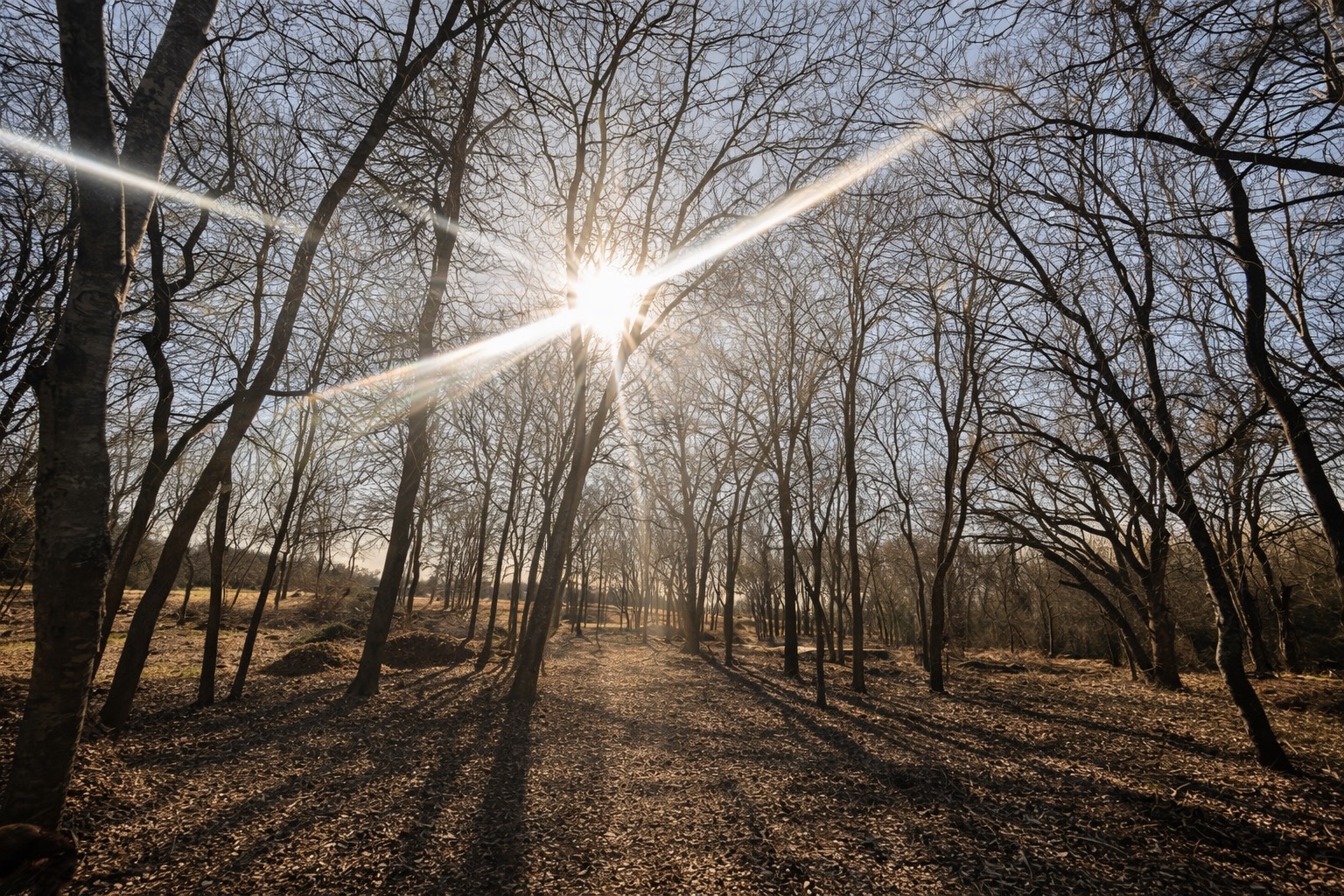 Beautiful wooded trails